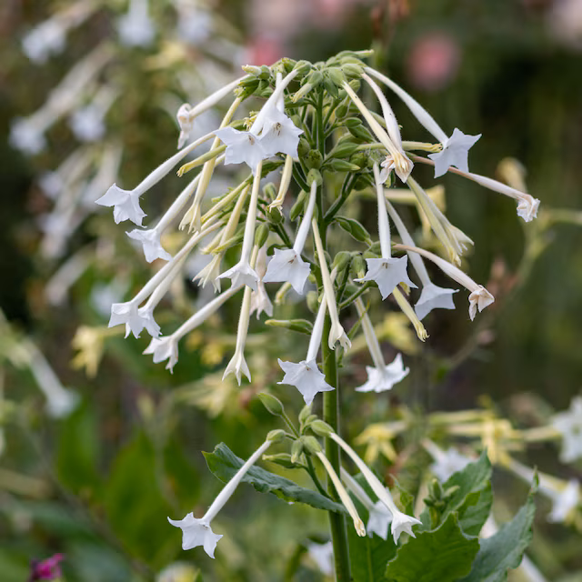 Close up of flowering tobacco (nicotiana sylvestris) in bloom